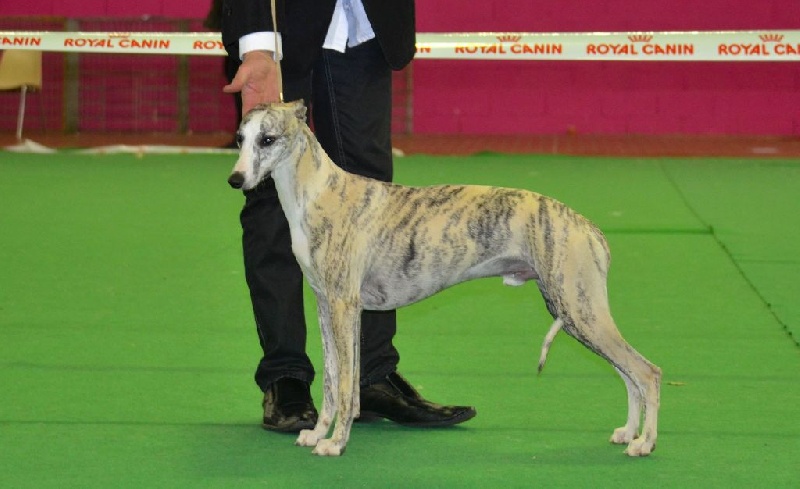 CH. Julian jarl des Carmauries