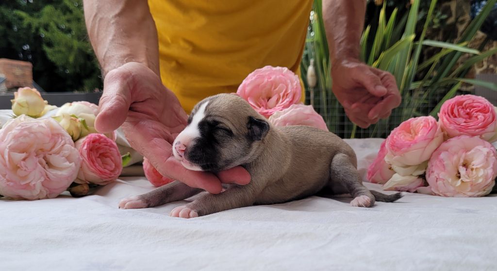CHIOT
