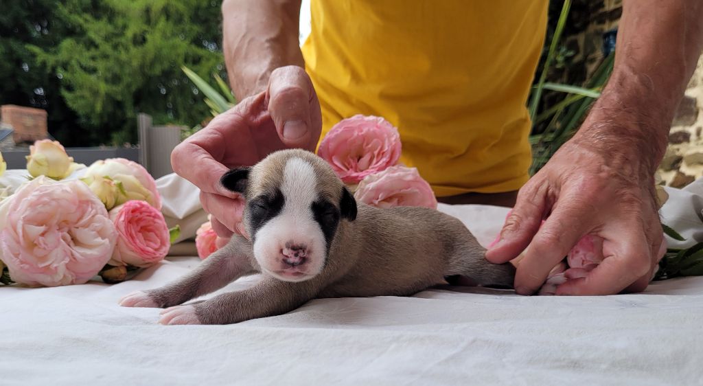 CHIOT