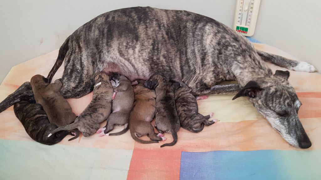 Chiot Whippet des Carmauries