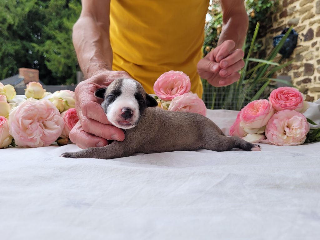 CHIOT